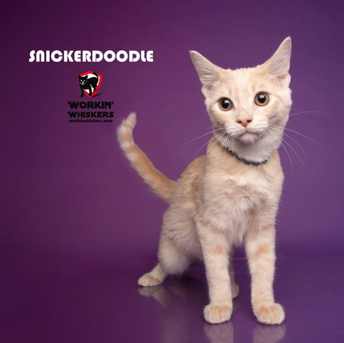 SNICKERDOODLE, a cat for adoption from Workin' Whiskers