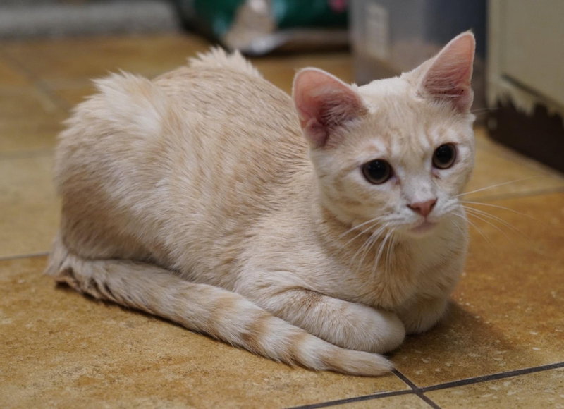 Snickerdoodle, photo 4