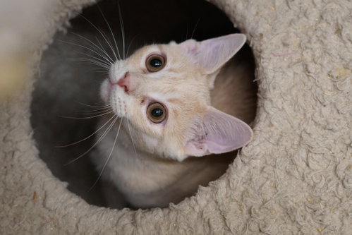 Photo 6 of SNICKERDOODLE