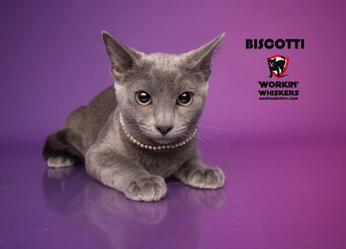 BISCOTTI, a cat for adoption from Workin' Whiskers