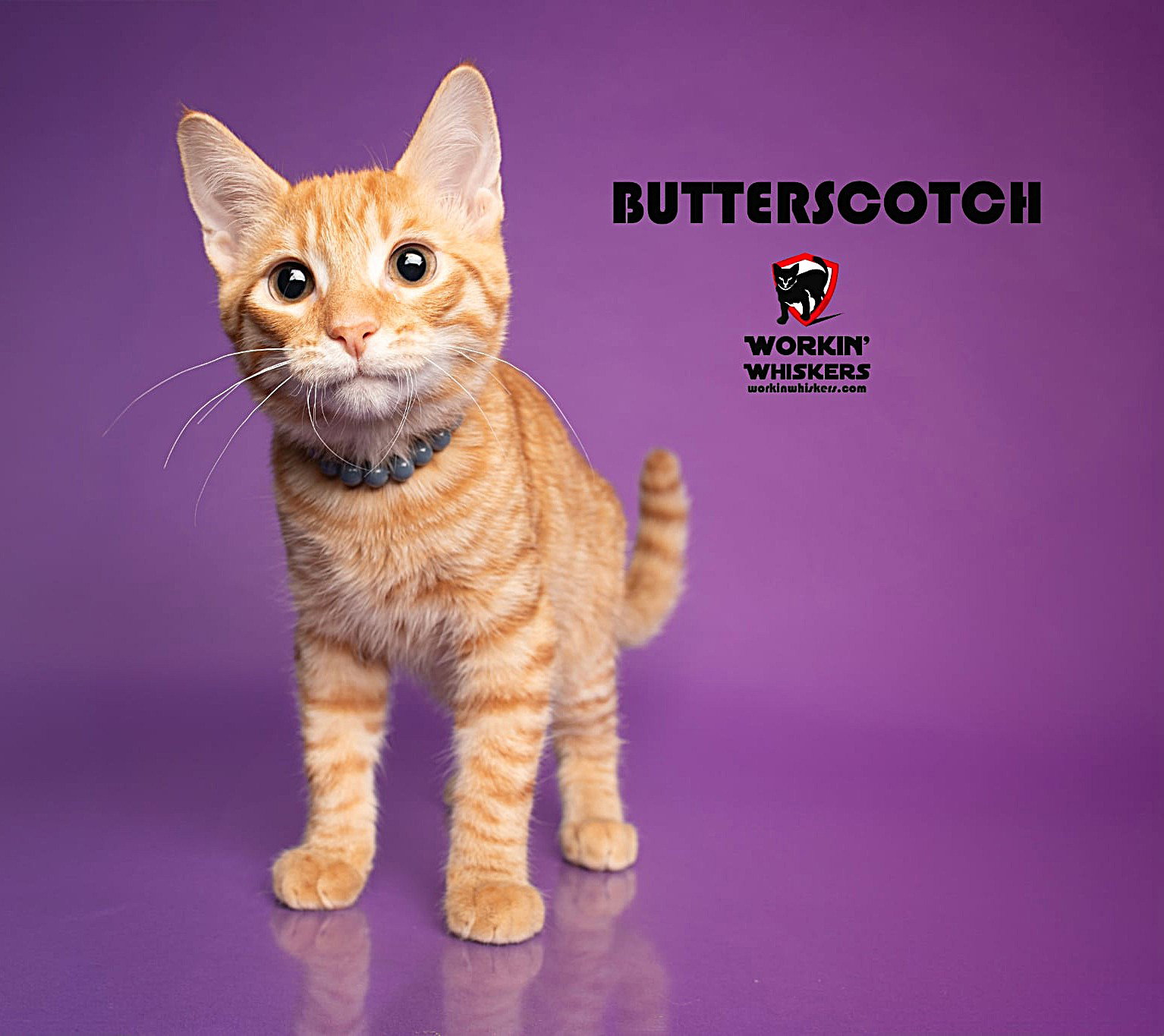 BUTTERSCOTCH