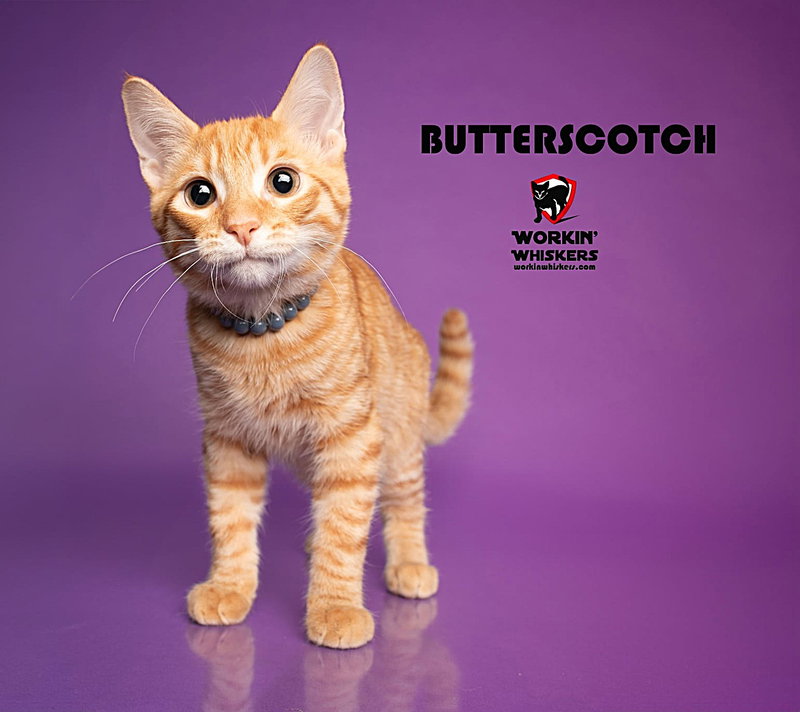 Butterscotch, a male Tabby kitten up for adoption