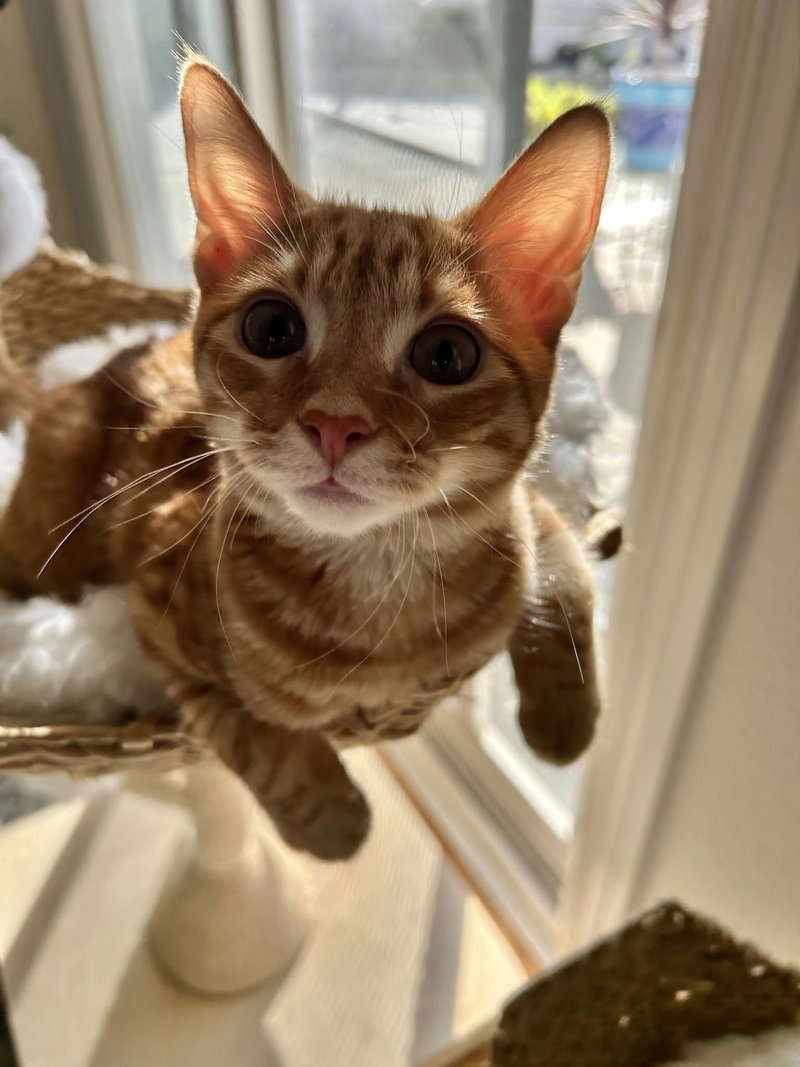 Butterscotch, photo 4