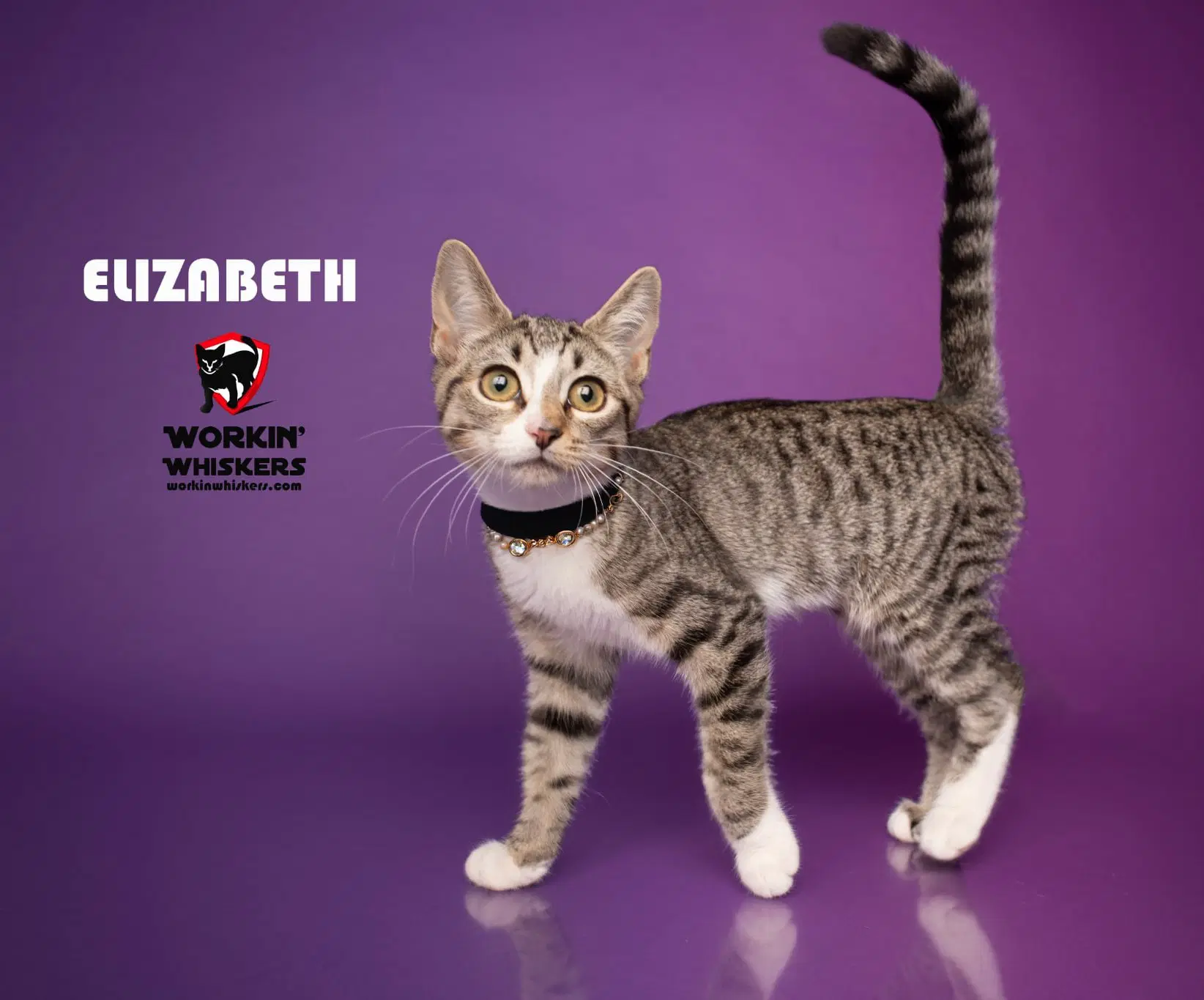Elizabeth - Egyptian Mau