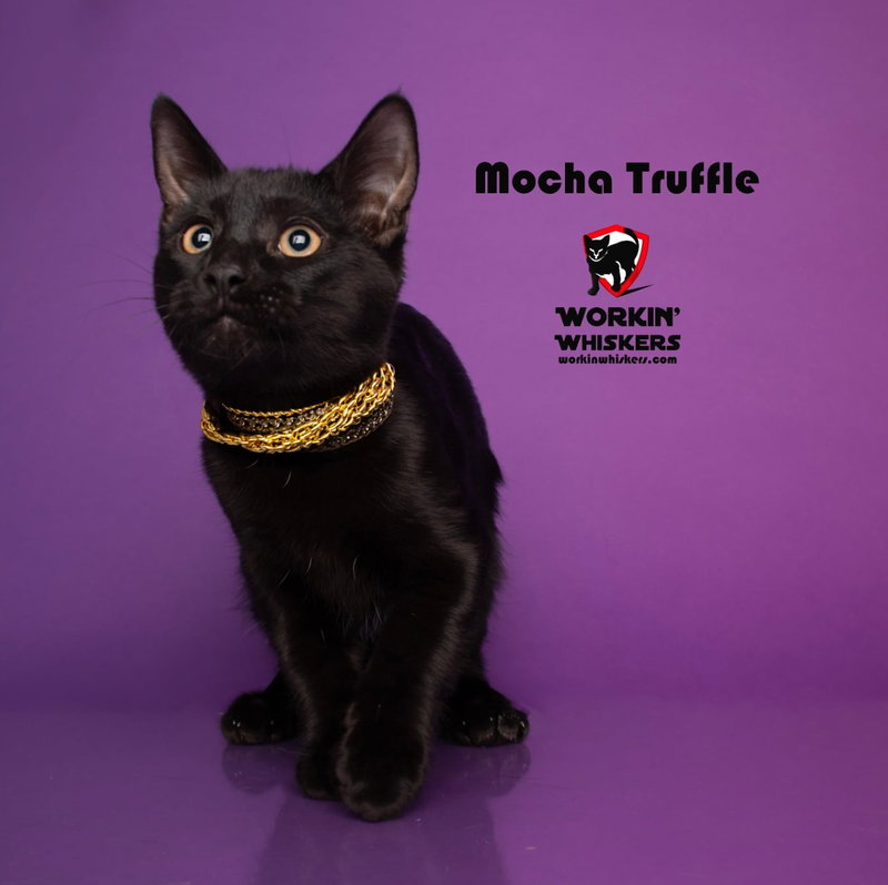 Mocha Truffle, a male Bombay kitten up for adoption