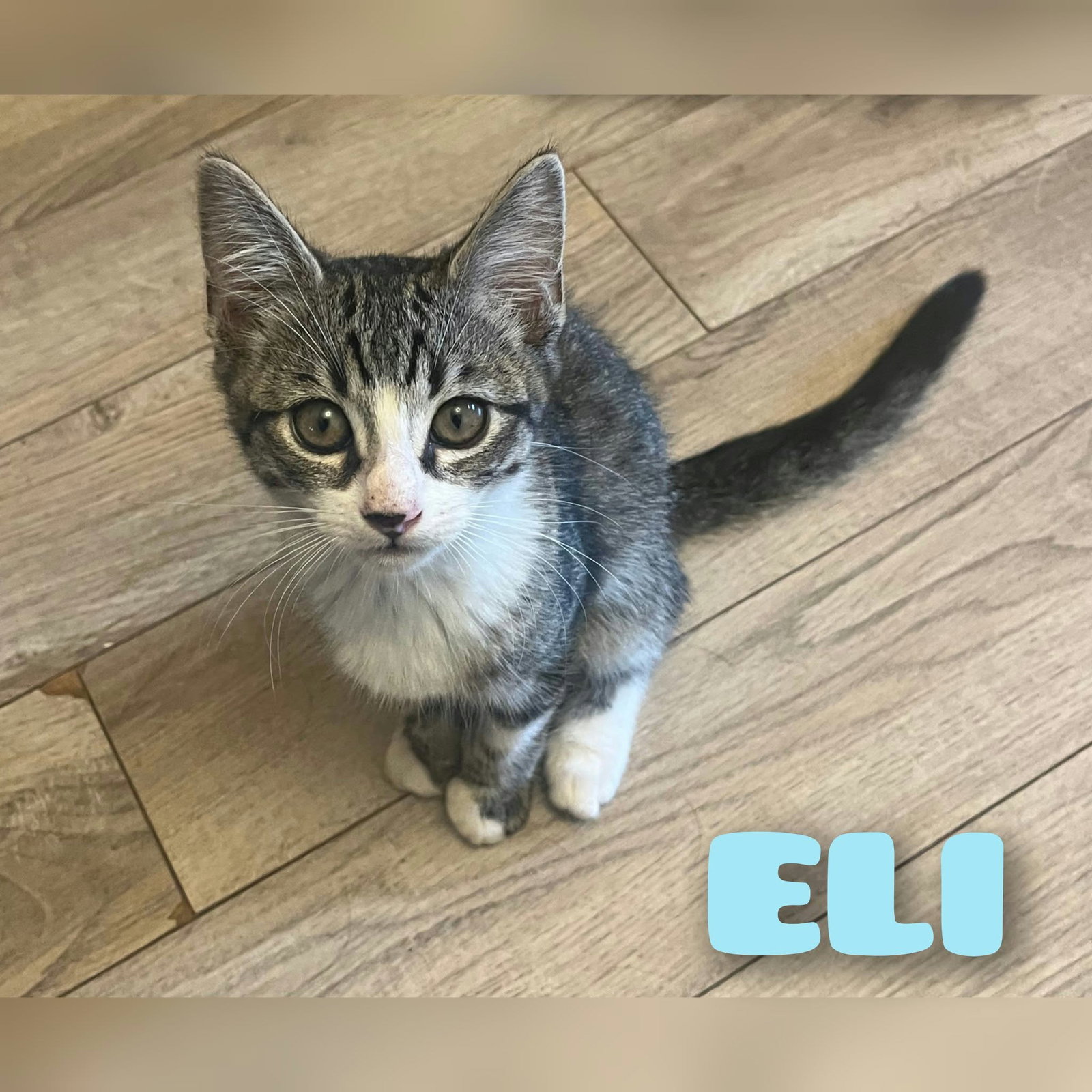 ELI, photo 2