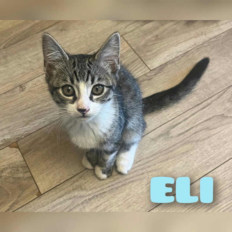Eli, photo 2