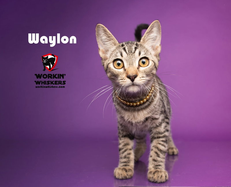 Waylon, a male Egyptian Mau kitten up for adoption