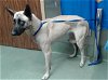 adoptable Dog in  named BRIELLE
