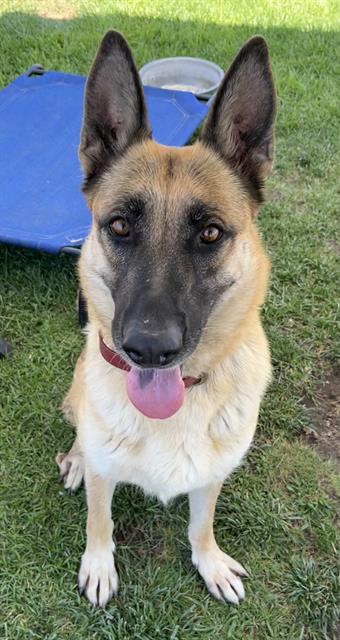 adoptable Dog in San Bernardino, CA named MED ADOPT DARLENE