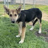 adoptable Dog in San Bernardino, CA named LOUISE