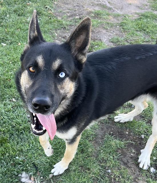 adoptable Dog in San Bernardino, CA named BLUE