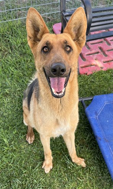 adoptable Dog in San Bernardino, CA named JULIA