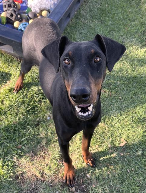 adoptable Dog in San Bernardino, CA named MED ADOPT BEAR