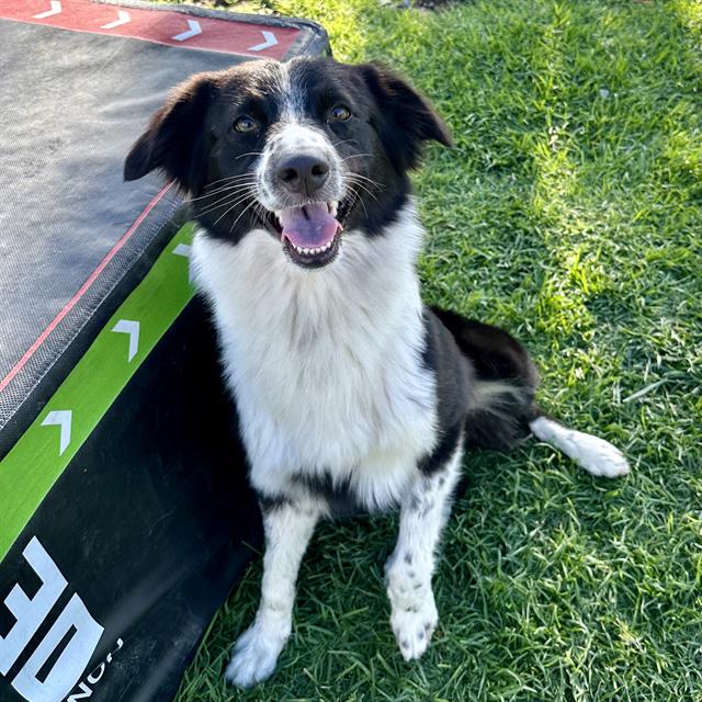 adoptable Dog in San Bernardino, CA named BRANDY