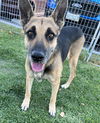 adoptable Dog in San Bernardino, CA named BENNETT