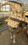 adoptable Goat in San Bernardino, CA named NAPOLEON