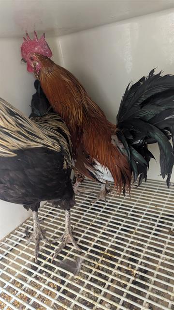 adoptable Chicken in San Bernardino, CA named PICANTE