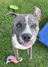 adoptable Dog in San Bernardino, CA named JONSEY