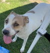 adoptable Dog in San Bernardino, CA named DAISY