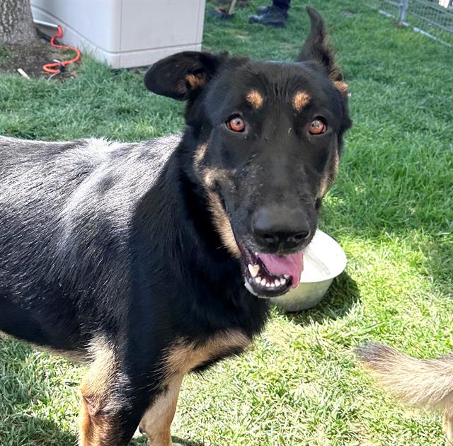 adoptable Dog in San Bernardino, CA named ONYX