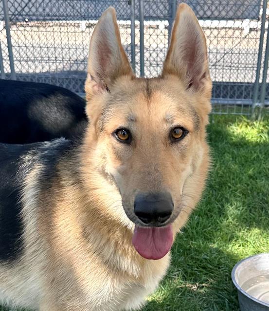 adoptable Dog in San Bernardino, CA named MAYA