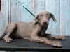 adoptable Dog in , CA named HALAND