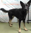 adoptable Dog in , CA named MED WAIVER CHRISTIAN