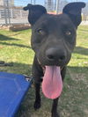 adoptable Dog in San Bernardino, CA named RESCUE ONLY SOLDIER