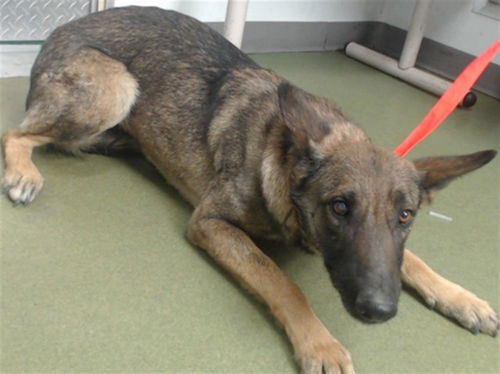 picture of the dog needing adoption