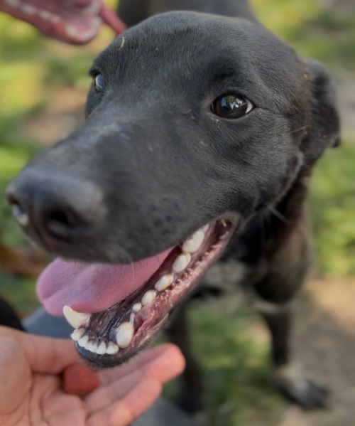 picture of the dog needing adoption