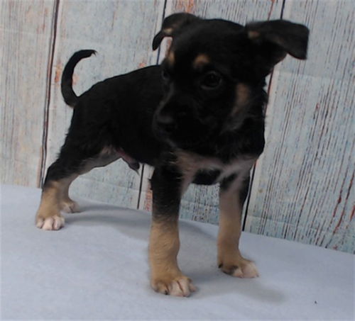 picture of the dog needing adoption