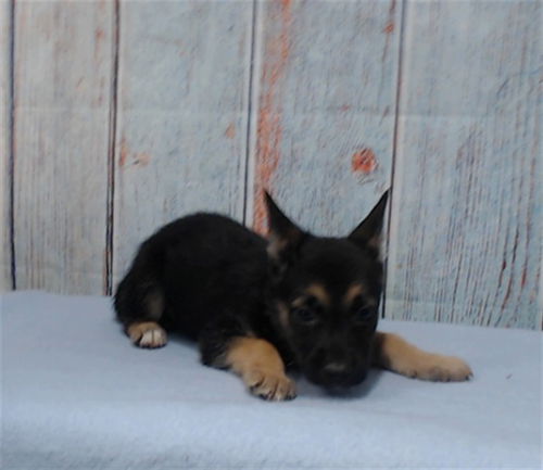 picture of the dog needing adoption