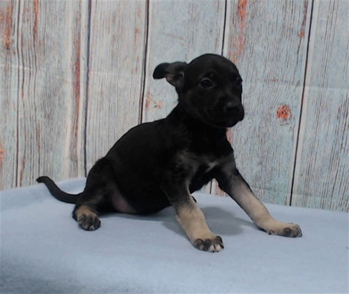 picture of the dog needing adoption