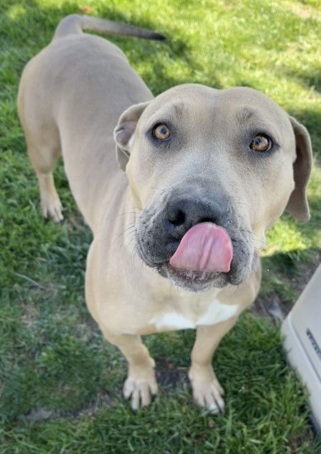picture of the dog needing adoption