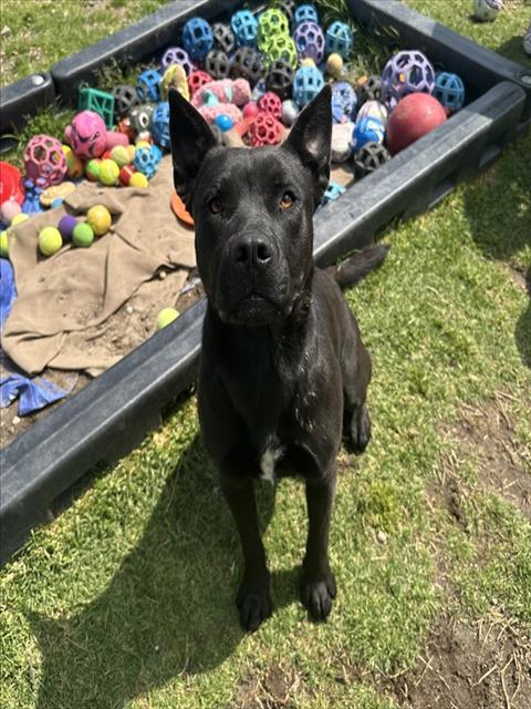 picture of the dog needing adoption