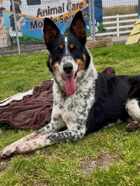 picture of the dog needing adoption
