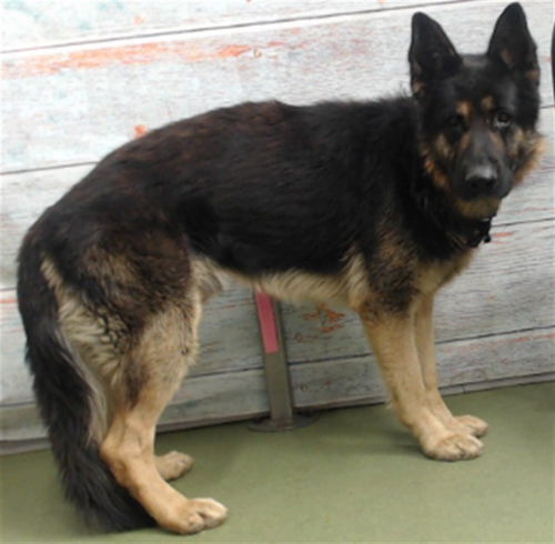 picture of the dog needing adoption