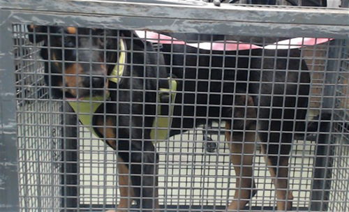 picture of the dog needing adoption