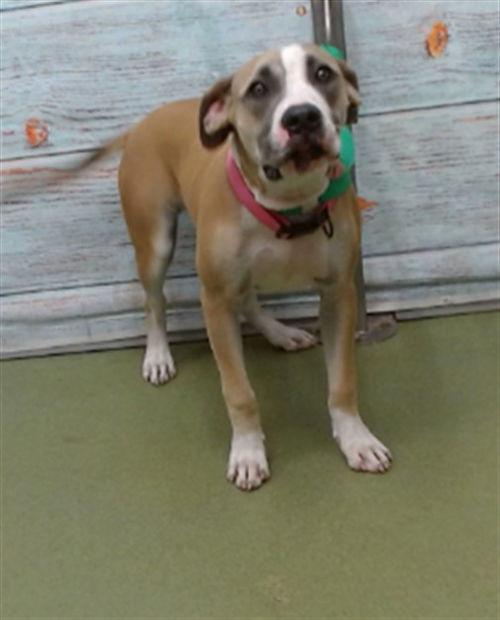 picture of the dog needing adoption