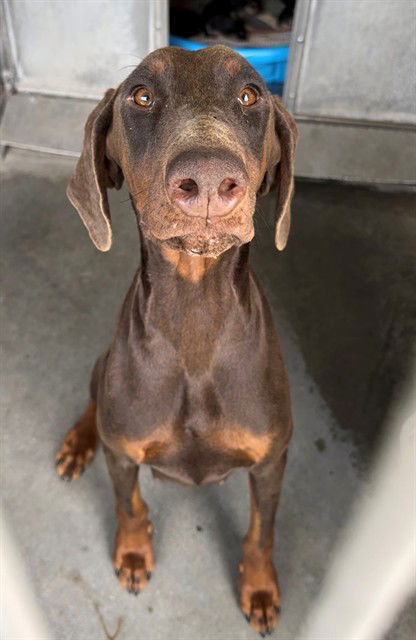 picture of the dog needing adoption