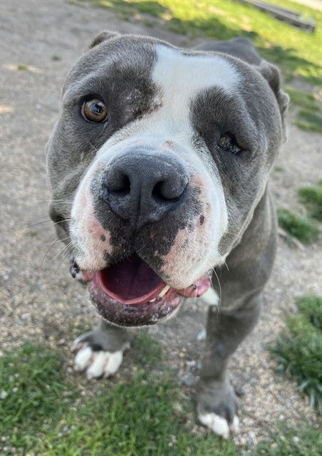 picture of the dog needing adoption