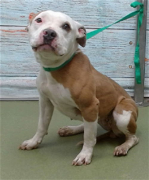 picture of the dog needing adoption