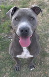 adoptable Dog in  named DAISY