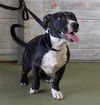 adoptable Dog in  named CROW