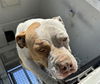 adoptable Dog in  named MED ADOPT MAMA KITTY
