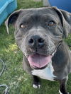 adoptable Dog in  named BABY