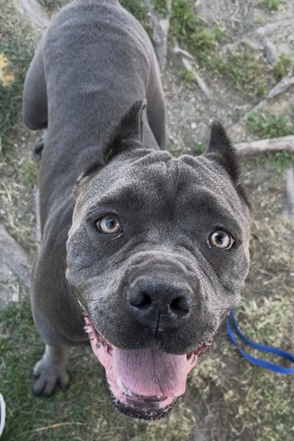 adoptable Dog in San Bernardino, CA named SHERRY