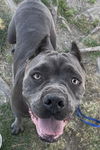 adoptable Dog in  named SHERRY