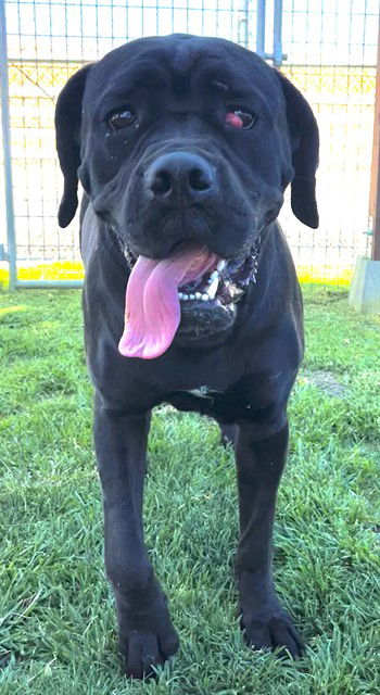 adoptable Dog in San Bernardino, CA named MED ADOPT SHIRLEY